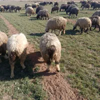 63راس میش بره دار