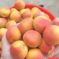 زردآلو محلی