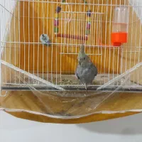 عروس هلندی