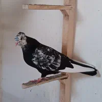 جوجه کبوتر