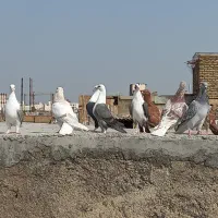 کبوتر جوجه