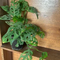 همه گلها موجوده