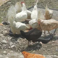 مرغ تخمی