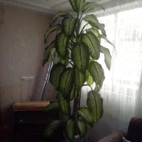 سلام گل دفین قیمت توافقی حدول ۵ سال هست دارم