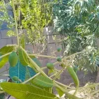 پیوند زدن نهال انبه