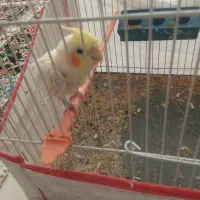 عروس هلندی رایگان