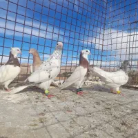 ۵تا جنگنده پرشی