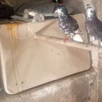 نرطاقی افشون کاکولی