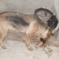 سگ ژرمن شپرد