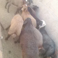بره چاق