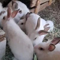 خرگوش نر و ماده