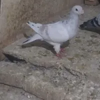 کبوترنروماده کرمونی کاکل|پرنده|تربت‌حیدریه, ۴۵ متری|دیوار