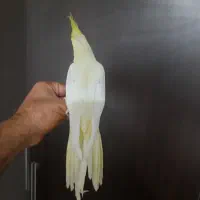 عروس لوتینو ماده