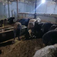 باسلام ‌ی‌عددقوچ‌شیره‌دار‌به‌شرط‌پرش‌واماده‌به‌کار