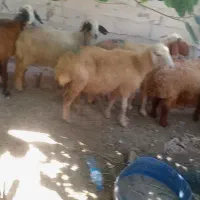 گوسفند 9 عدد ماله جنی