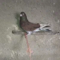 فروش سرخ خال سیاه دم سرور نر