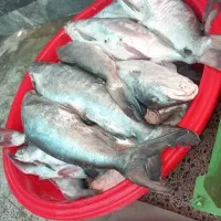 ماهی تازه حراج