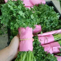 بسته بندی سبزی نیروی خانوم