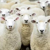 گوسفنده زنده با ۵۰%تخفیف ویژه بدو بیا ارزونی