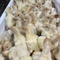 نیازمند کارگر مغازه خوراک دام وطیور