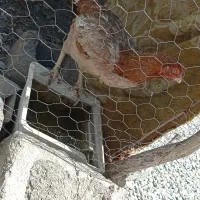 مرغ و خروس