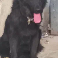 ژرمن بلک پول لازم مفت