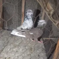 کبوتر کلاغ رسمی