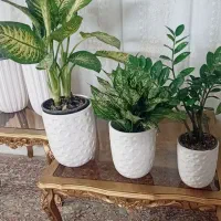 پتوس دیفن آگلونما غیره