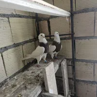 کفتر|پرنده|اراک, |دیوار