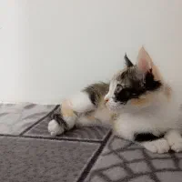 گربه|گربه|زنجان, |دیوار