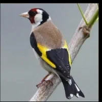 سهره.. سهره بیابونی.. قناری سفید