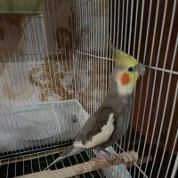عروس هلندی سینامون نر نیمه دستی