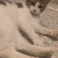 واگذرای گربه