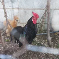 خروس