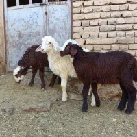بره نر داشتی