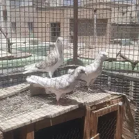۳تا نر ارزنده