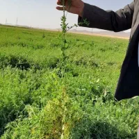 بذر یونجه usaباتناژ9تن در هکتار
