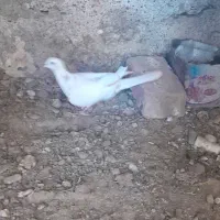 کبوتر|پرنده|زهک, |دیوار