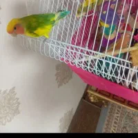 برزیلی رنگ فوق العاده با قفس