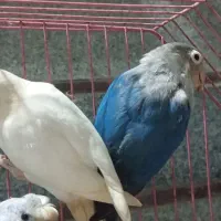 کوطوله و مرغ عشق پروانه ای