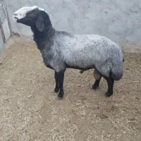 گله شال اصیل دوقلوزا