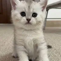 متقاضی گربه به صورت اقساط هستم با ضمانت سفته