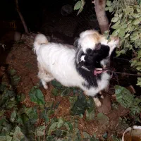 بزغاله پازن،معاوزه با بره