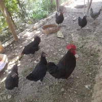 مرغ وخروس بومی جوان بشرط