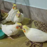 جوجه عروس لوتینو  ۴۰ روزه تازه دون خور شده