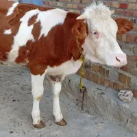 گوساله سمیتال ماده