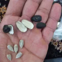 تخمه‌آفتابگردان