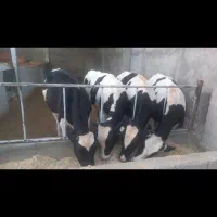 فروش چهار راس گوساله نر هولشتاین ۴۰۰ کیلویی