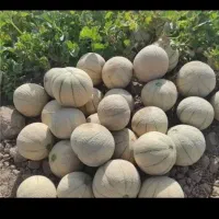 طالبی درجه یک دره شهر 28000
