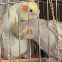 عروس هلندی جفت مولد